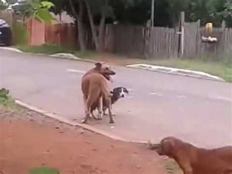 homem comendo o cu do cachorro|Cachorro Enfiando a Pica No Cu Do Outro Cachorro